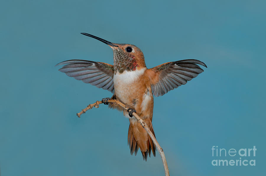 Hummingbird Photograph - Allens Hummer by Anthony Mercieca