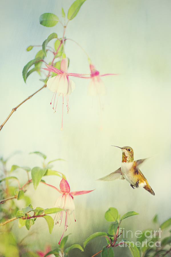 Allens Hummingbird and Fuschia Digital Art by Susan Gary