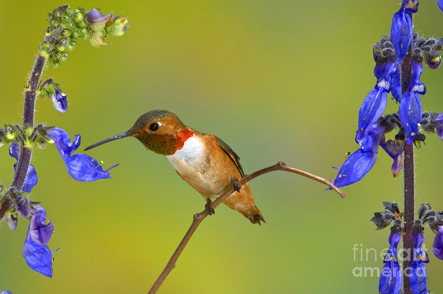 Allens Hummingbird Photograph by Anthony Mercieca