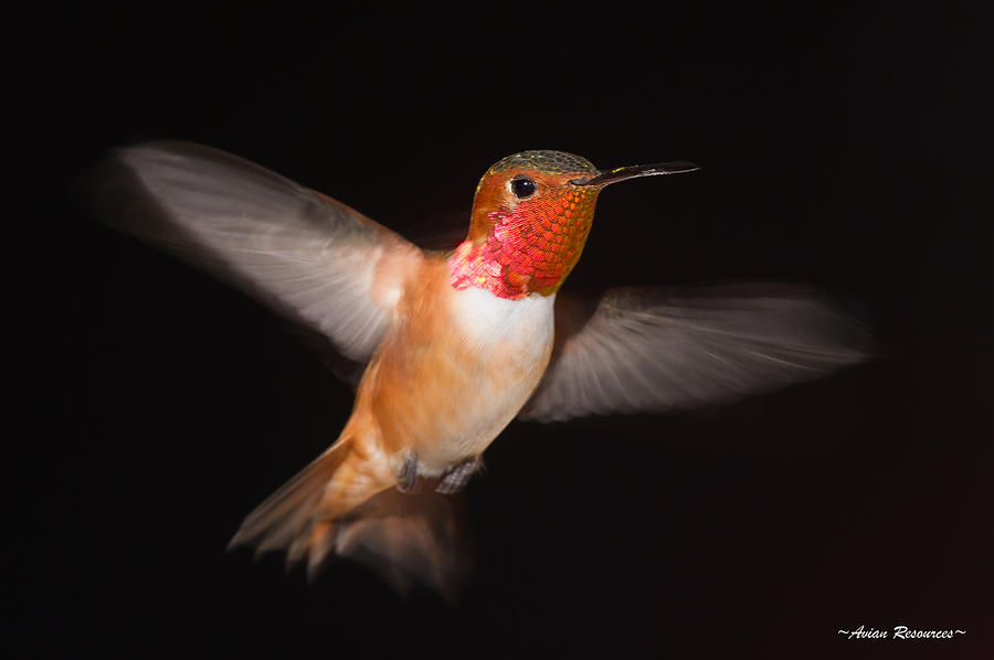 Allens Hummingbird Blur 2 Photograph by Avian Resources