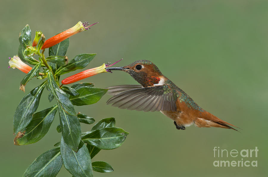Allens Hummingbird Feeding Photograph by Anthony Mercieca