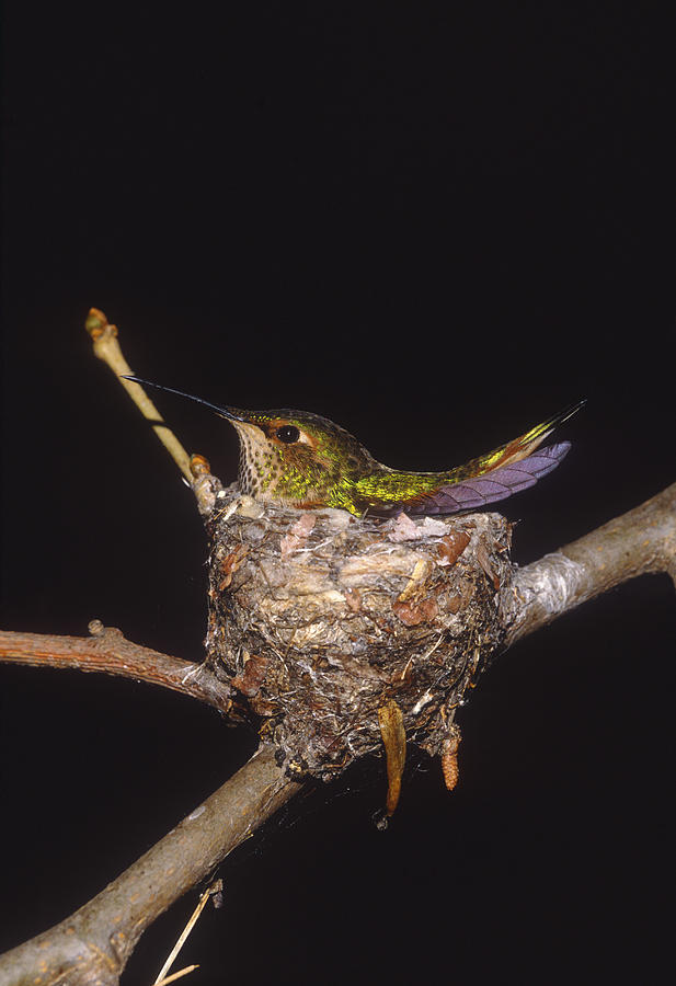 Allens Hummingbird Female Nesting Photograph by Tom Vezo