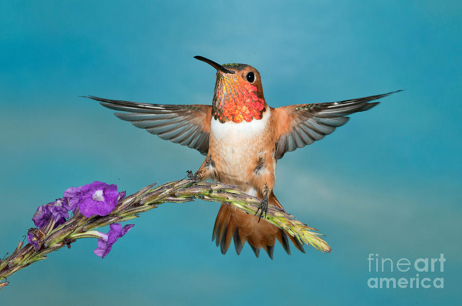 Hummingbird Photograph - Allens Hummingbird Male by Anthony Mercieca