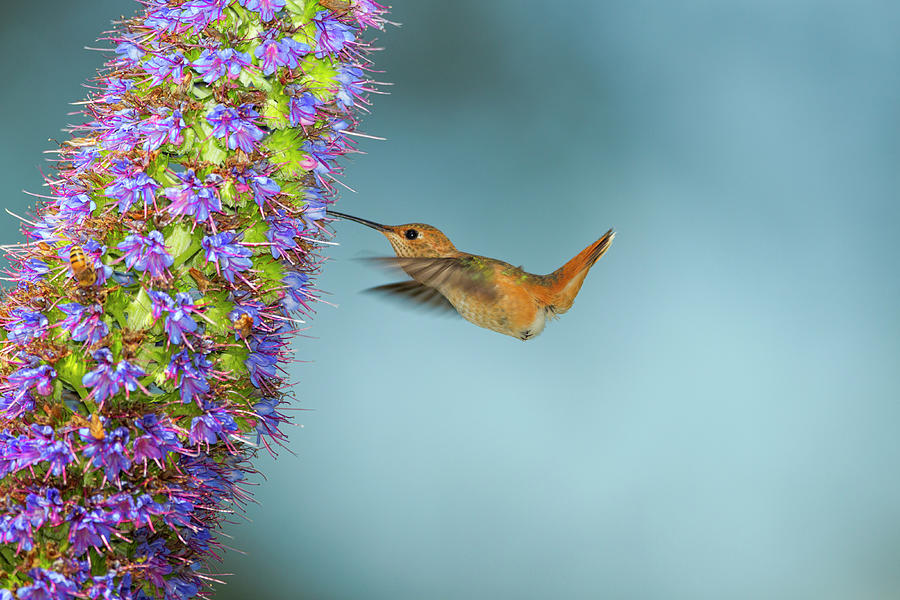 Allens Hummingbird Photograph by Susangaryphotography