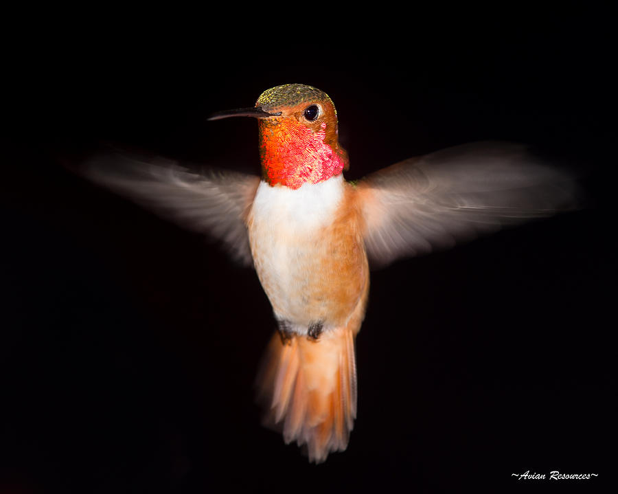 Allens Hummingbird Wing Blur Photograph by Avian Resources