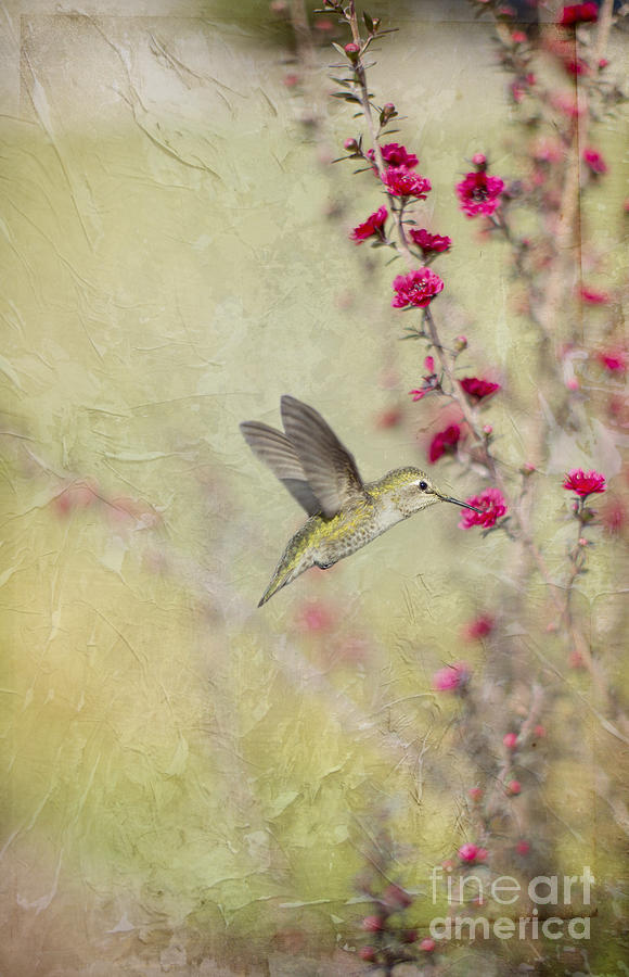 Allens Hummingbird with Red Wildflowers Digital Art by Susan Gary