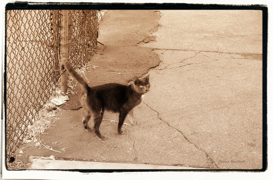 Black And White Photograph - Alley Cat by Donna Blackhall
