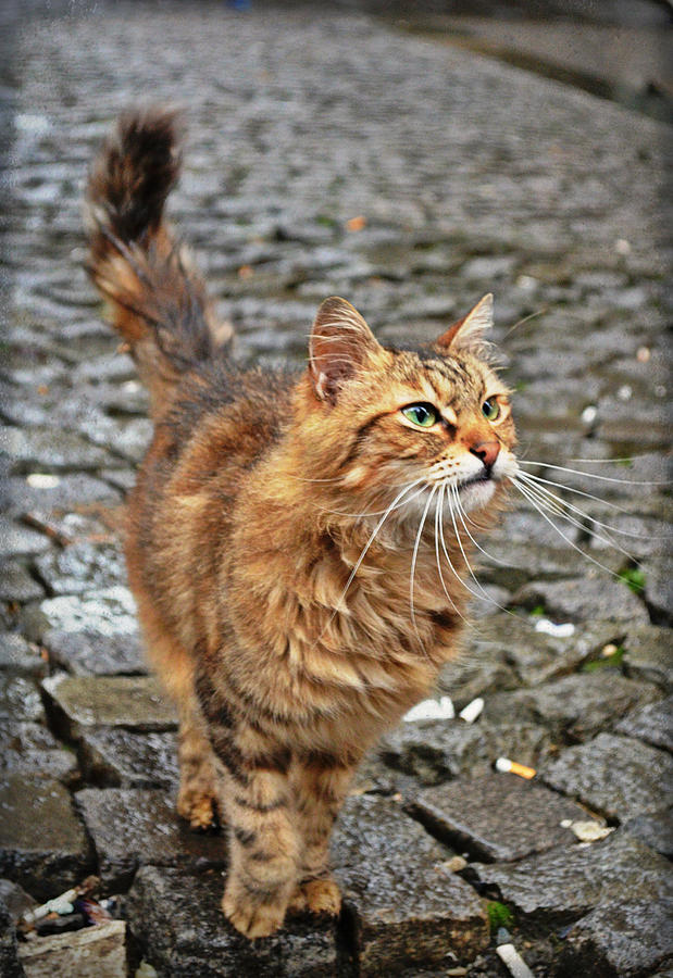 Alley cat Photograph by Rumiana Nikolova
