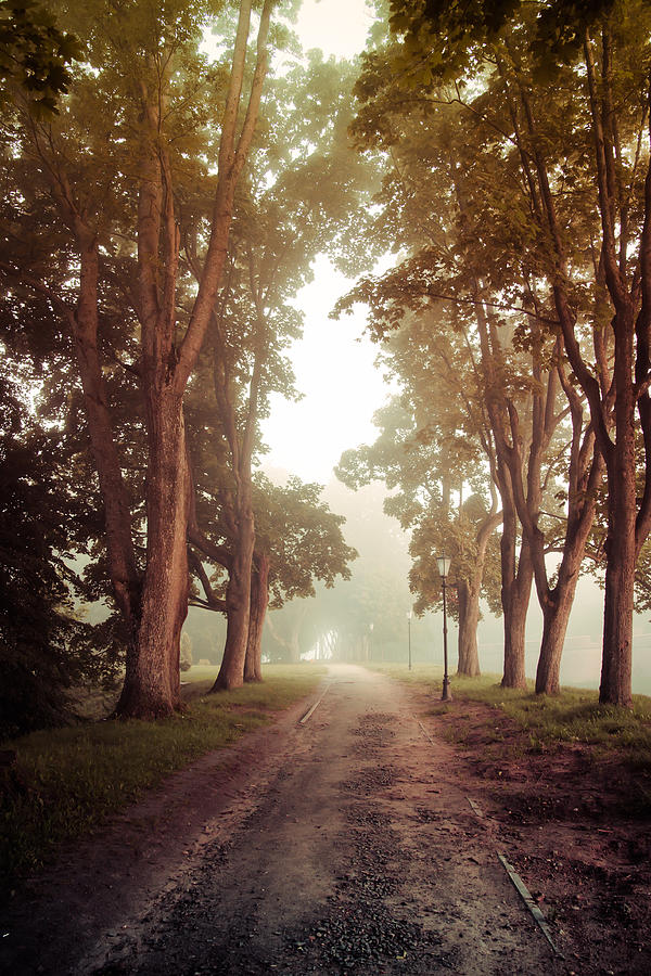 Alley in fog Photograph by Sviatlana Kandybovich