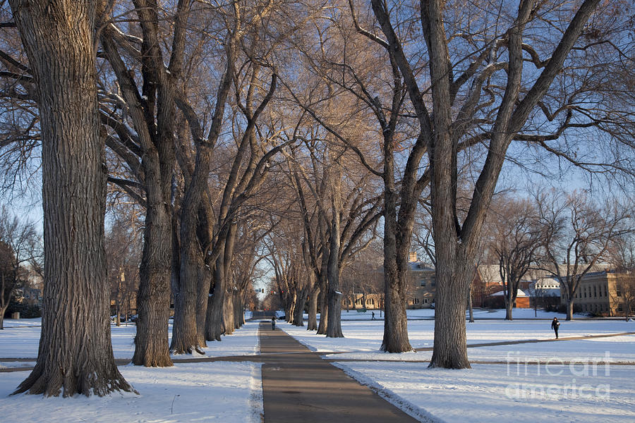 Alley Of Old Elm Trees At University Campus Photograph by Marek Uliasz