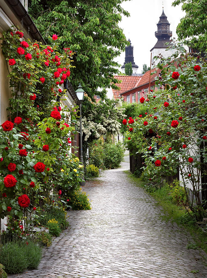 Summer Photograph - Alley of Roses by Dreamland Media