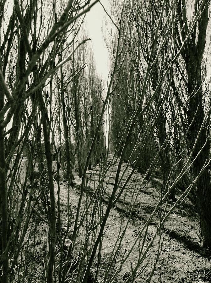Alley of Trees Photograph by Anne Thurston