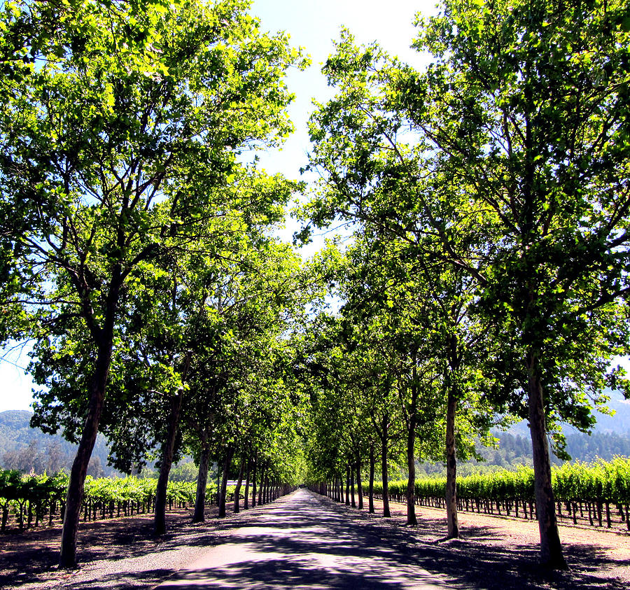 Alley Of Trees Photograph by Justyna Wiecek - Fine Art America