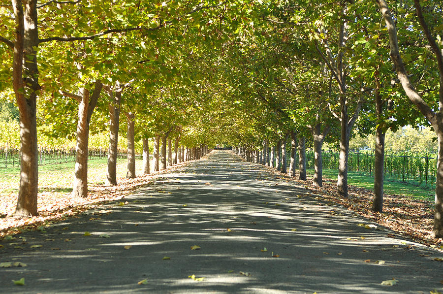 Alley Of Trees On A Summer Day Photograph