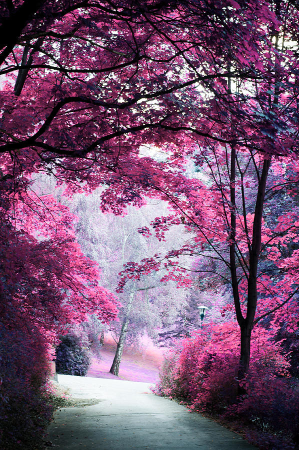 Alley through Pink Woods Photograph by Jenny Rainbow