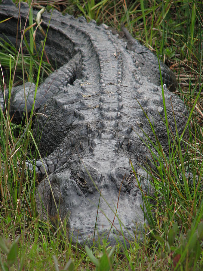 Alligator 0089 Photograph by Rudy Umans