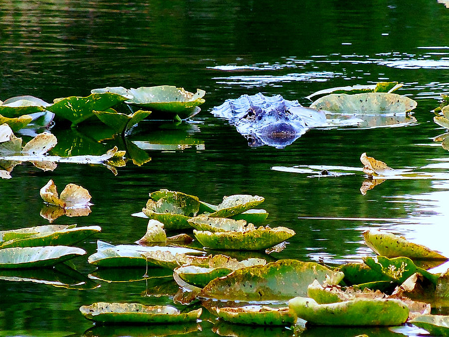 Alligator 012 Photograph by Christopher Mercer