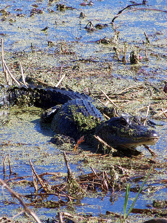 Alligator 015 Photograph