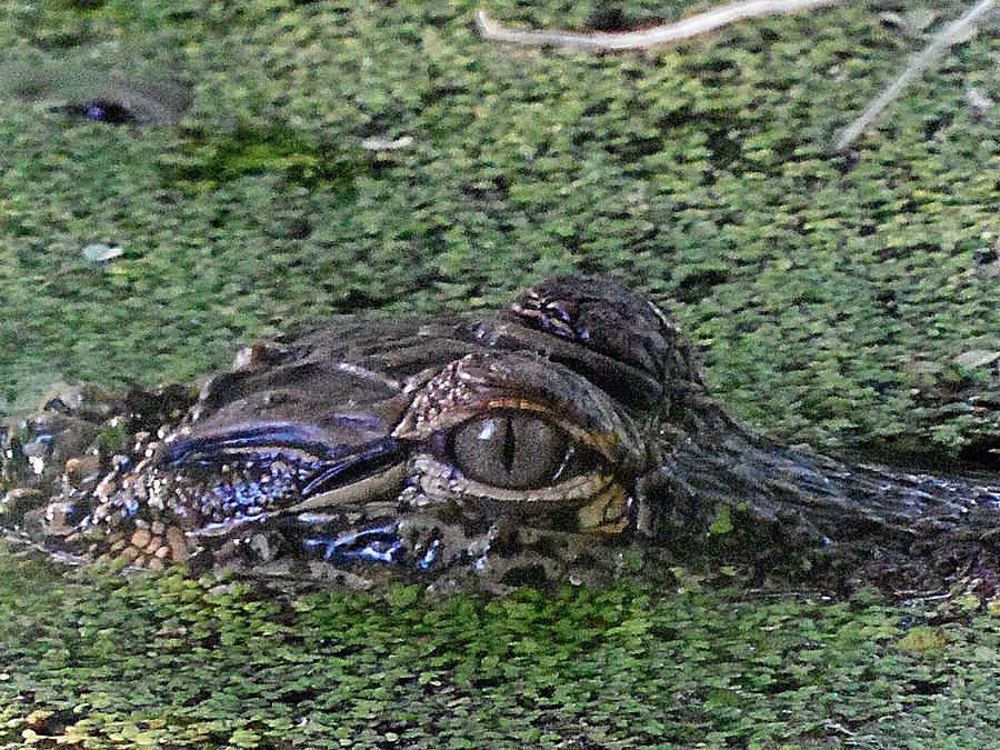 Alligator 029 Photograph by Christopher Mercer