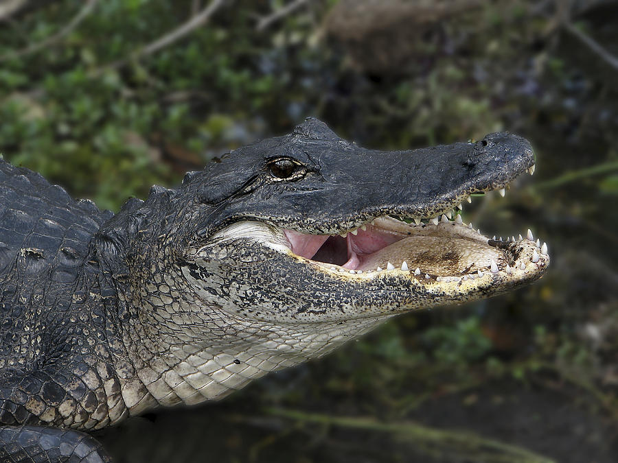 Alligator 1 Photograph by Rudy Umans