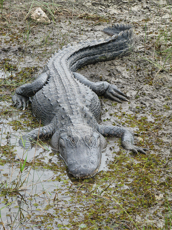 Alligator-11 Photograph by Rudy Umans