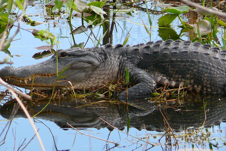 Alligator 2 Photograph by Amanda Mohler