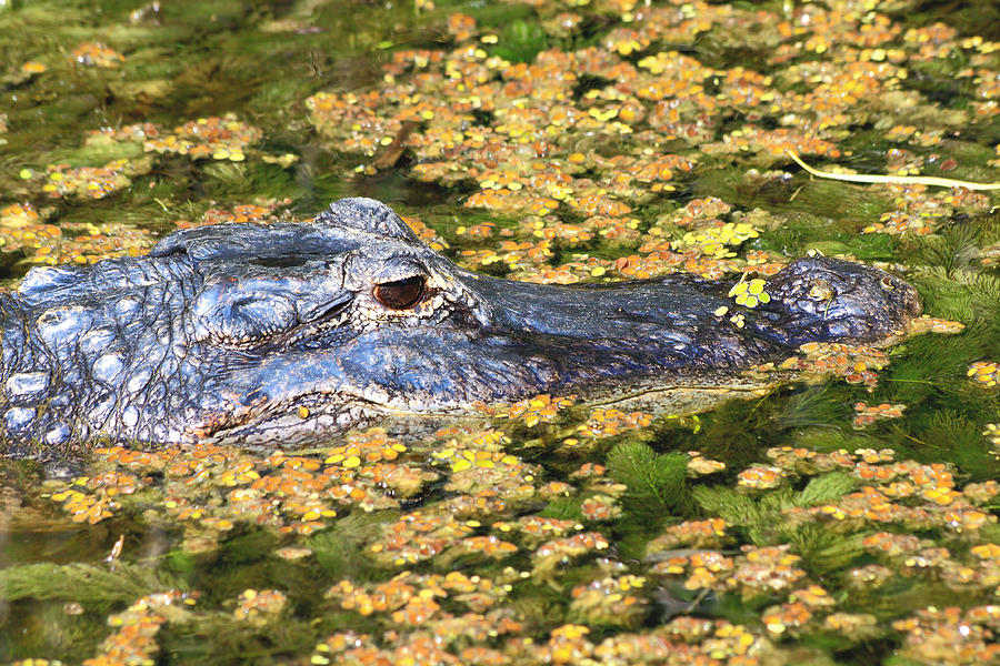 Alligator -31 Photograph by Rudy Umans