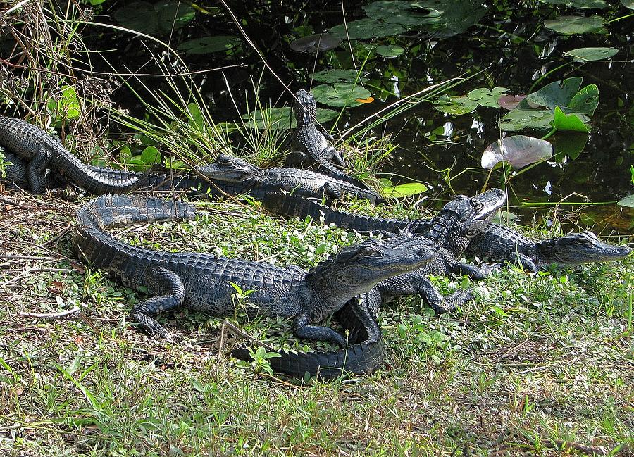 Alligator-33 Photograph
