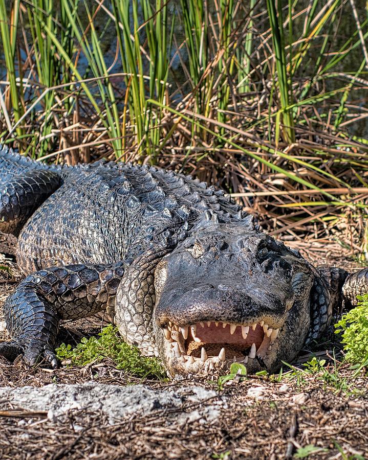 Alligator -34 Photograph by Rudy Umans