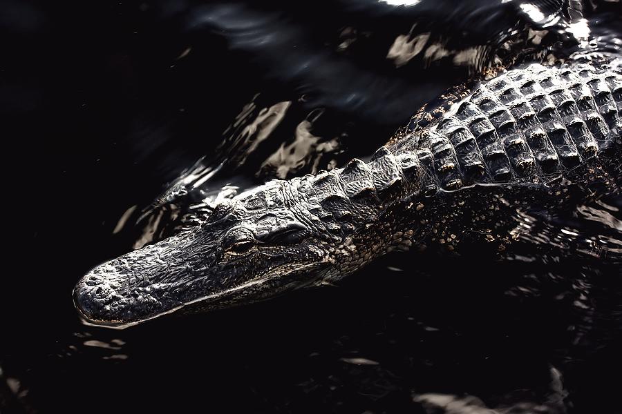 Alligator -35 Photograph by Rudy Umans