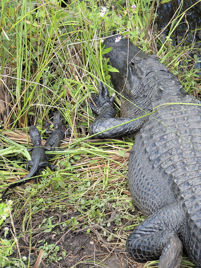 Alligator-4 Photograph by Rudy Umans