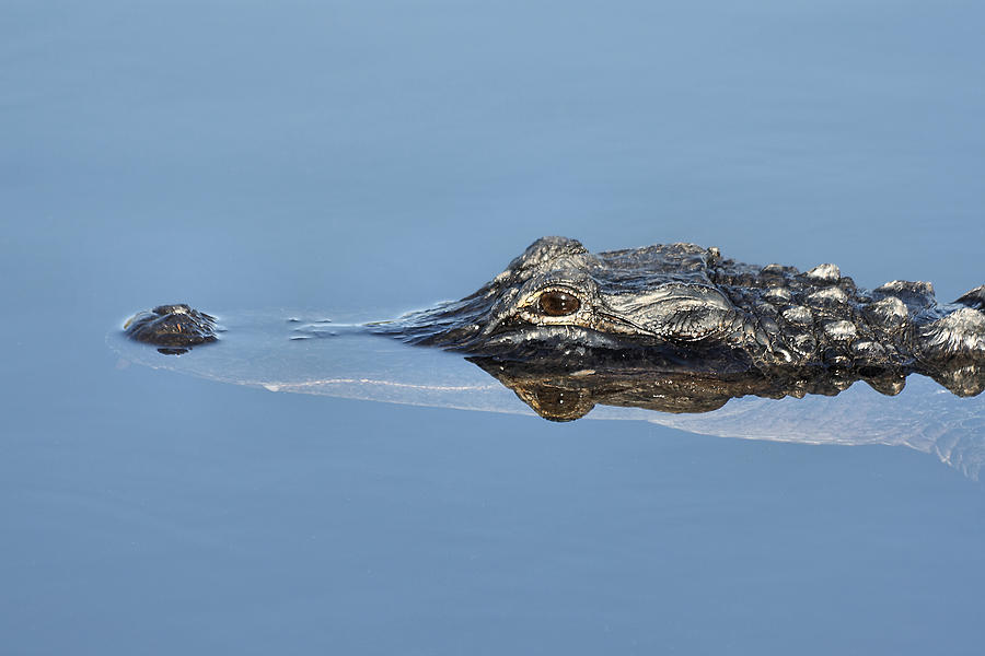 Alligator-7 Photograph by Rudy Umans