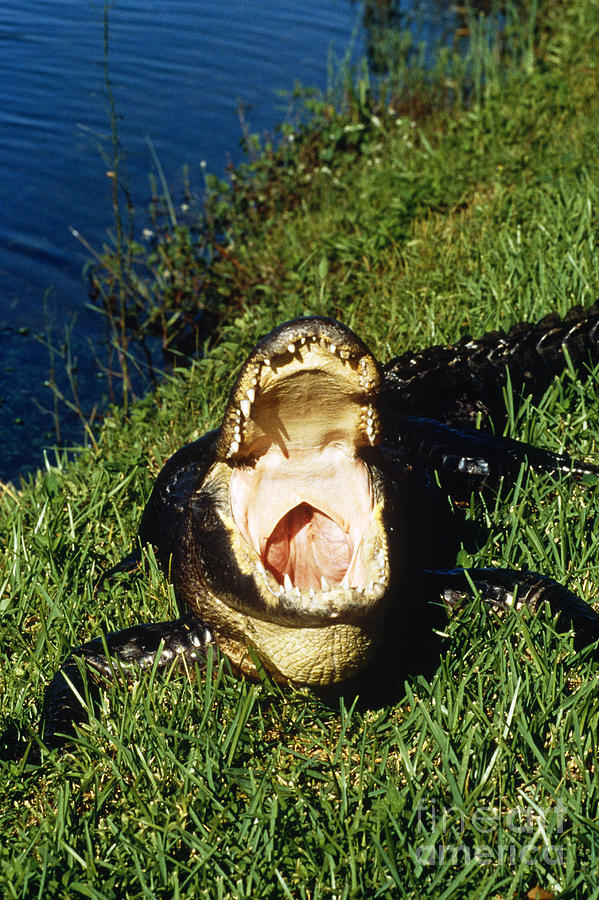 Alligator Photograph by Adam Sylvester