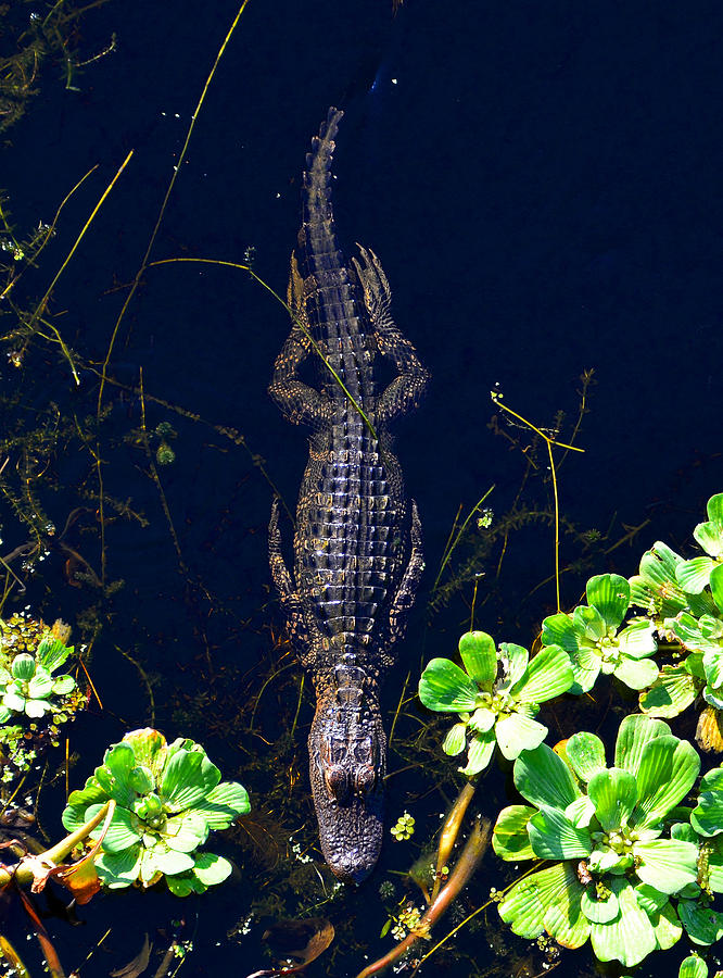 Alligator Photograph - Alligator aerodynamic form by David Lee Thompson