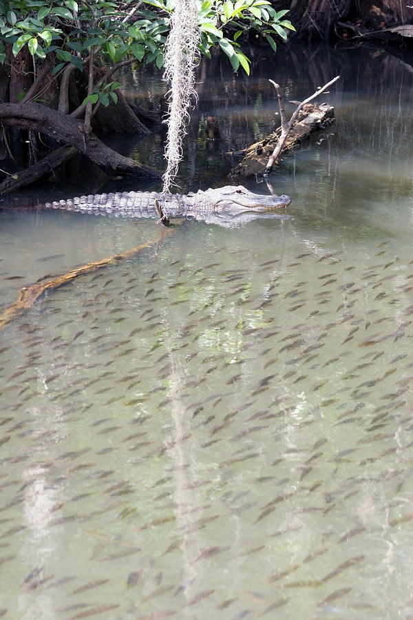 Alligator Photograph - Alligator by Al Blount