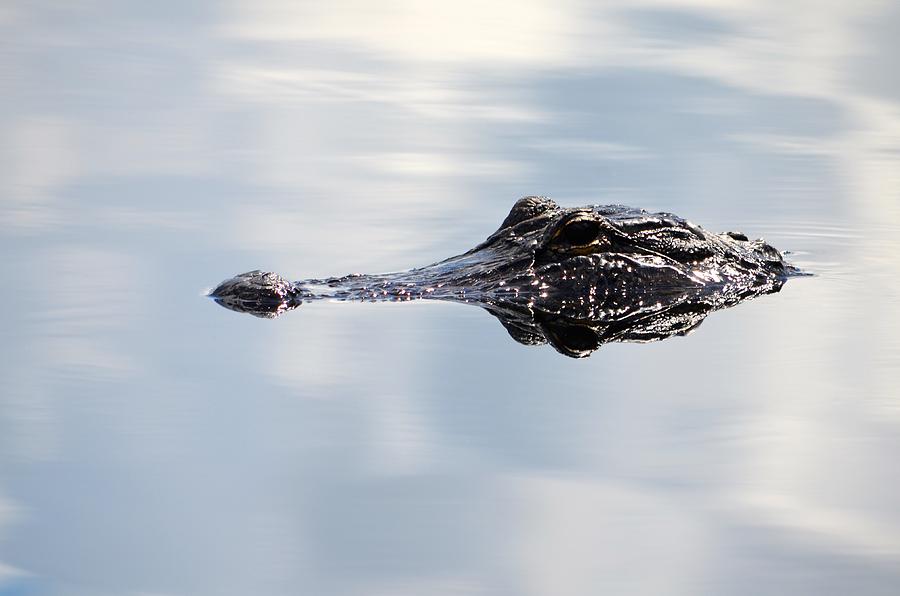 Alligator Photograph by Alex King