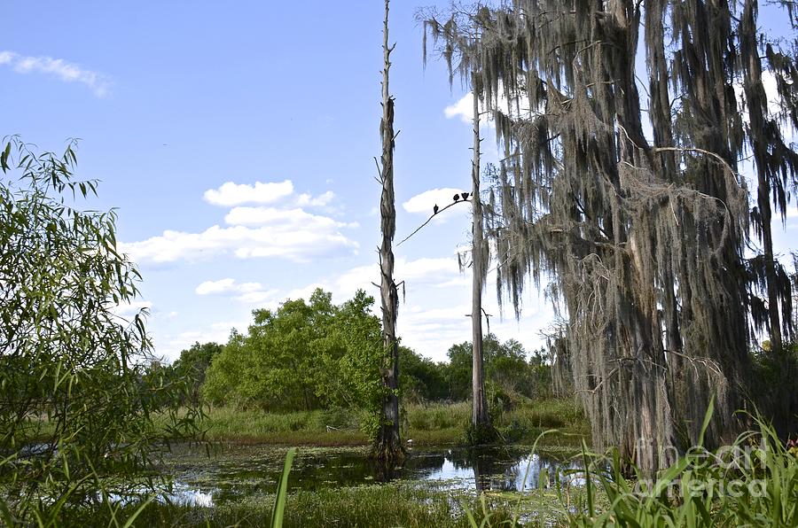 Alligator Alley Swamp Photograph by Carol  Bradley