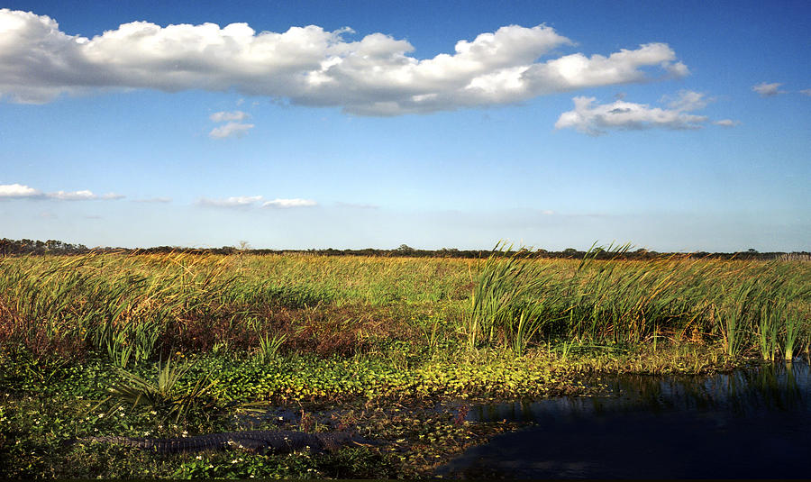 Alligator And Floodplain. Wetlands Park. Photograph by Chris  Kusik