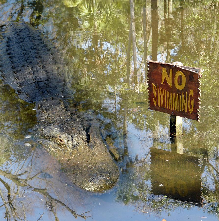 Everglades National Park Photograph - Alligator And No Swimming Sign by Tony Craddock