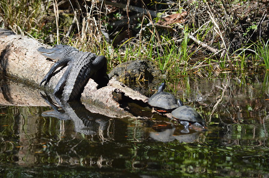 Alligator and Turtles Photograph by Linda Kerkau