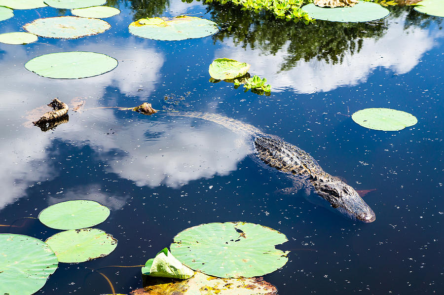 Houston Photograph - Alligator and Water Lily Leaves - Sugar Land - Texas by Ellie Teramoto