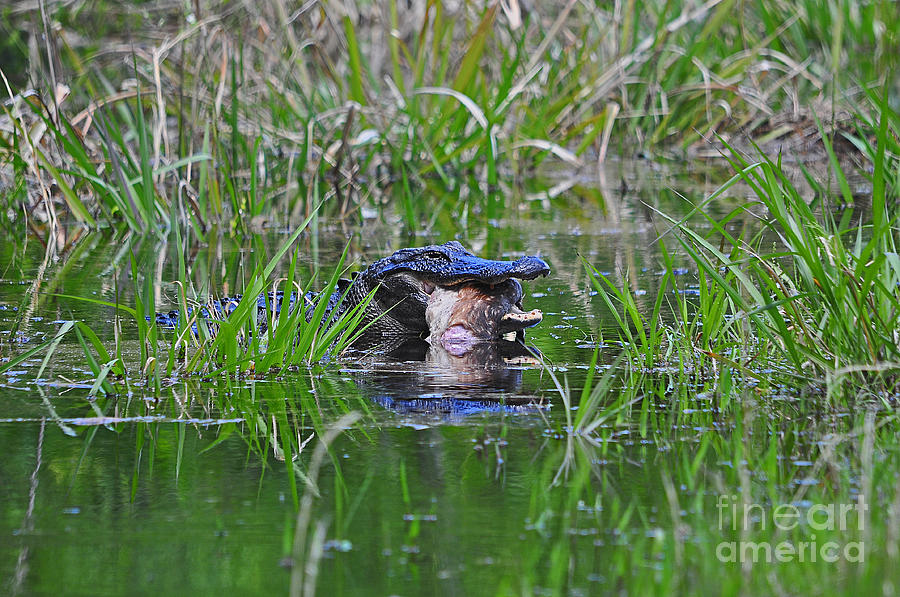 Alligator Appetite Photograph by Al Powell Photography USA