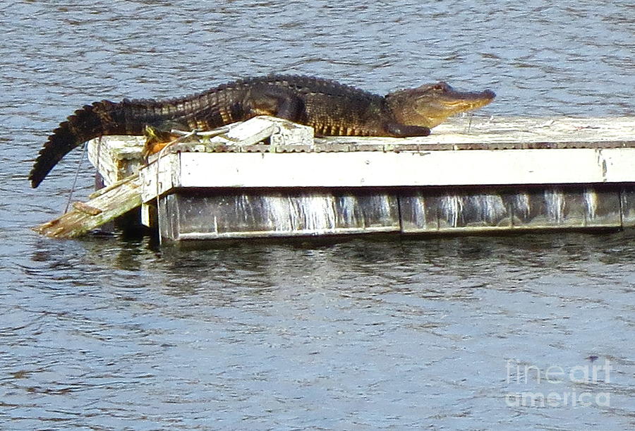 Alligator at the 6 Mile Cypress Slough Preserve in Lee County Florida. Photograph by Robert Birkenes