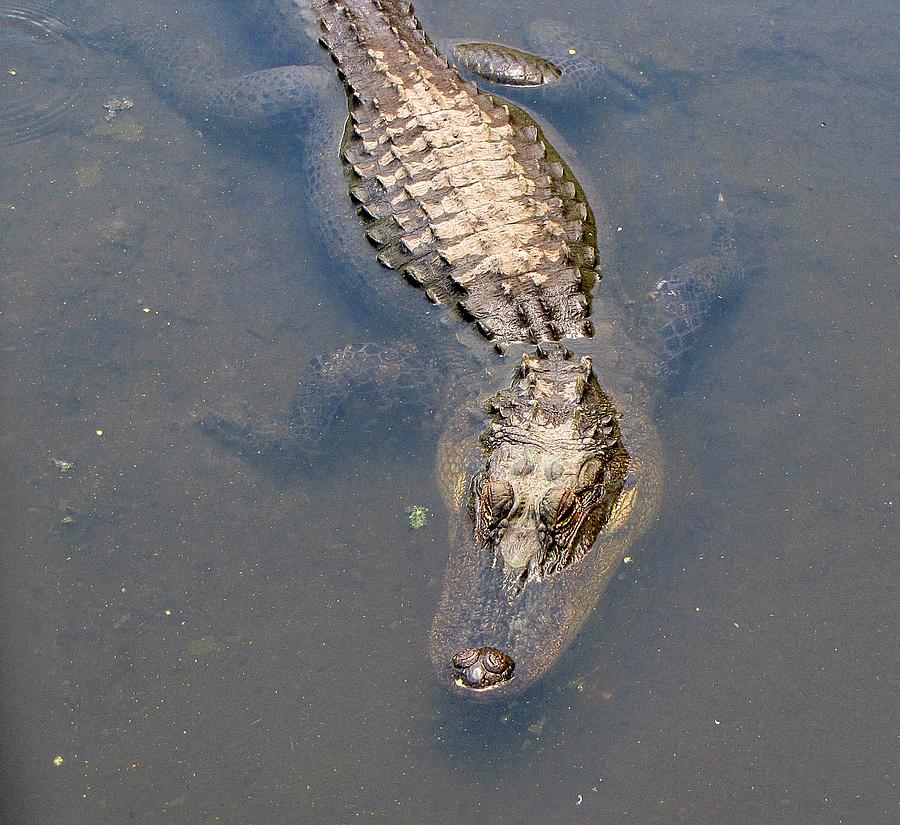 Alligator Below Photograph by MTBobbins Photography