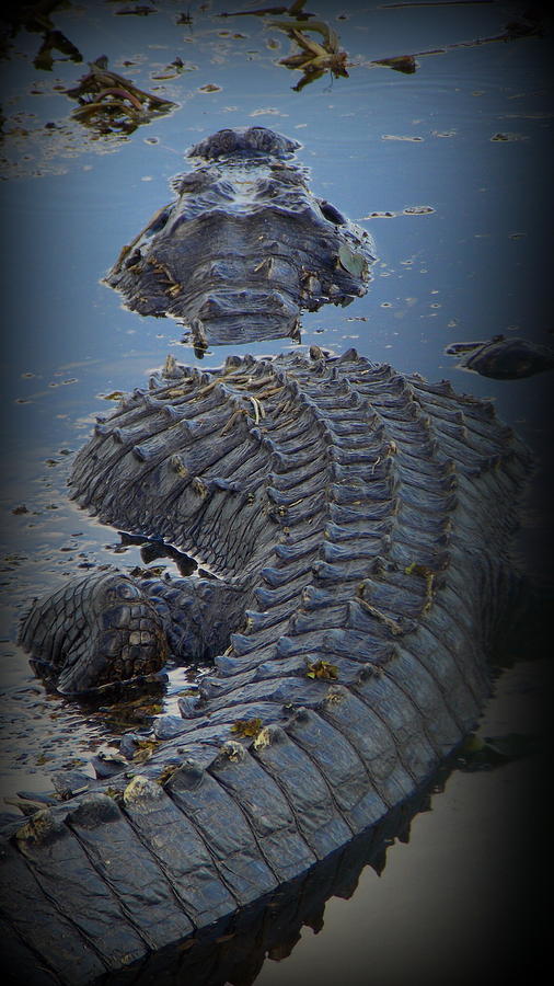 Alligator Blue w Black Photograph by Sheri McLeroy