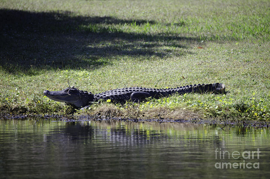 Alligator by Pond Photograph by Dale Powell