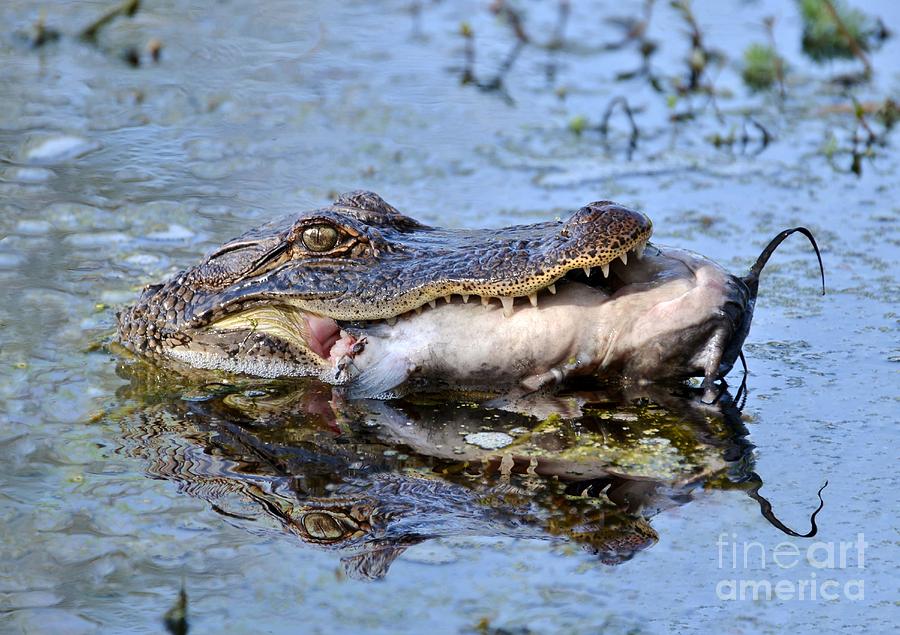 Alligator Catches Catfish Photograph by Kathy Baccari