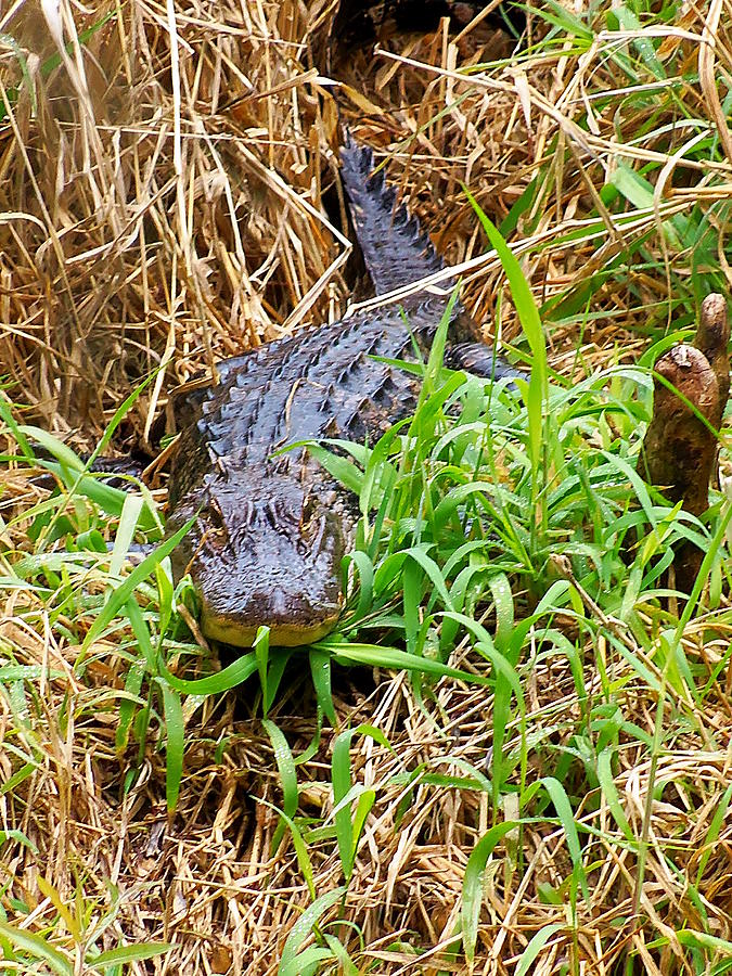 Alligator Photograph by Christopher Mercer