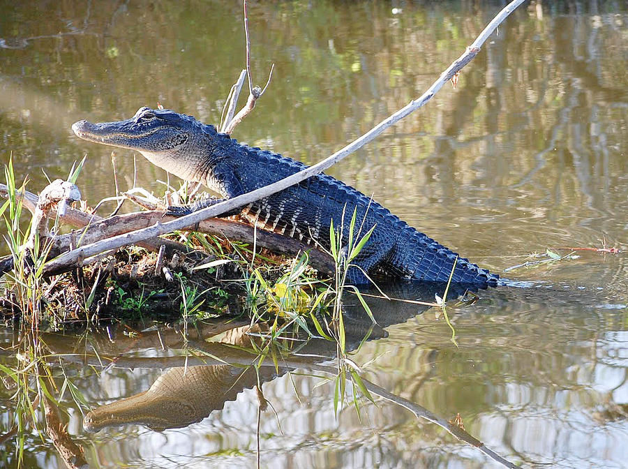 Alligator Climb Photograph By Mitchell Rudin Fine Art America