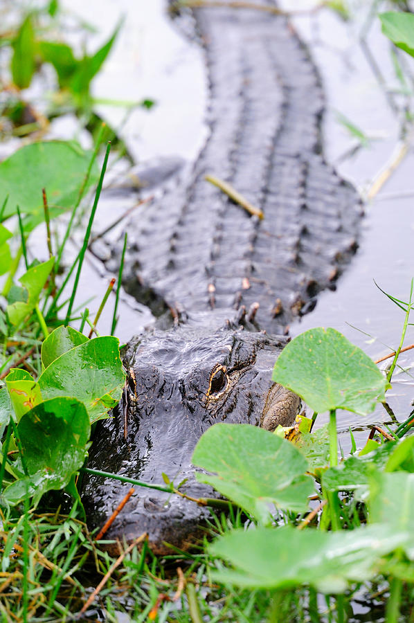 Alligator closeup in wild Photograph by Songquan Deng